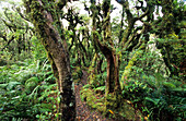 Rainforest at Mt. Egmont National Park, North Island, New Zealand