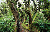 Regenwald im Mt. Egmont Nationalpark auf der Nordinsel, Neuseeland