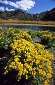 Flowers at the shore of Clarence River in the mountains, South Island, New Zealand