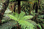 Farn, Regenwald im Mt. Egmont Nationalpark auf der Nordinsel, Neuseeland