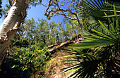 Buschland nahe dem Jowalbinna Camp bei Leura, Queensland, Australien
