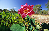 Blühende Lotuslilien am Eight Mile Swamp im Lakefield National Park, Queensland, Australien