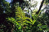 Rainforest in the Iron Range National Park, Queensland, Australia