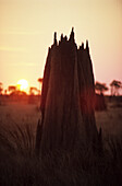 Magnetic termite mounds on the Nifold Plains in Lakefield National Park, Queensland, Australia