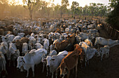 Viehtrieb auf der Wrotham Park Station, Cape York Peninsula, Queensland, Australien