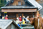 Guests at mountain lodge, calf in foreground, Upper Austria, Austria