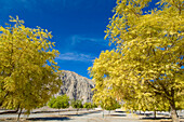 Mountain landscape with trees, Hajjar mountains, Kashab, Khasab, Musandam, Oman