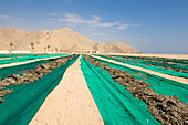 Tierfutter, Fisch trocknet in der Sonne, Wüstenlandschaft, Haijar Gebirge, Musandam, Oman