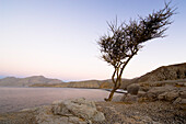 Coastal landscape with bush, Kashab, Khasab, Musandam, Oman