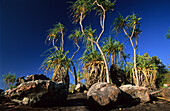 Pandani, Palm trees on Wigram island, one of the islands in the archipelago of the English Compan's Islands, Australia