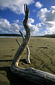 Driftwood at the beach, Catlin coast, New Zealand