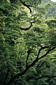 Southern beech trees in Catlin Forest Park, New Zealand