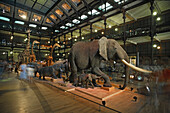 Animals in the Galerie de l'Evolution, Natural History Museum, Jardin des Plantes, 5e Arrondissement, Paris, France