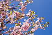 Berlin Mahrzahn, cherry blossom in the GARDEN OF THE WORLD, recreational park ,Japanese  garden in spring