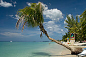 Jamaica Negril beach palm tree