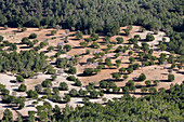 Trees in the plain, View from Castell de Santueri, Near Felanitx, Mallorca, Balearic Islands, Spain