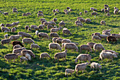 Grazing Sheep on Spring Meadow, Near Manacor, Mallorca, Balearic Islands, Spain