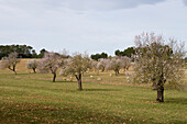 Sheep and Almond Trees, Near Randa, Mallorca, Balearic Islands, Spain