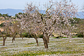 Blossoming Almond Trees, Near Randa, Mallorca, Balearic Islands, Spain