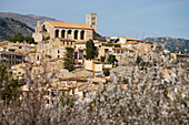 Blossoming Almond Trees, Lloseta, Mallorca, Balearic Islands, Spain