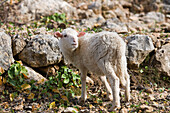 Young Lamb, Port de Soller, Mallorca, Balearic Islands, Spain