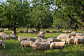 Sheep on Meadow, Near S'Esgleieta, Mallorca, Balearic Islands, Spain