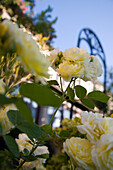 Gelbe Rosen im Garten des Leon de Sineu Hotel, Sineu, Mallorca, Balearen, Spanien, Europa