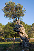 Verzweigter alter Olivenbaum, nahe Banyalbufar, Mallorca, Balearen, Spanien, Europa