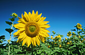 Sunflower (Helianthus annuus). Zurich. Switzerland