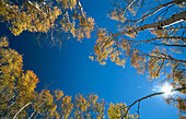 Aspens (Populus tremula) in fall colours. Boulder Mountain. Utah, USA
