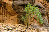 The Virgin River Narrows in Zion National Park. Utah. USA