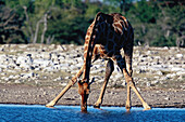 Giraffe (Girafa camelopardalis). Etosha National Opark. Namibia