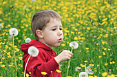 Boy blowing Dandelion (Taraxacum officiale) seeds in a field, in spring. Loewenzahn, Gossau ZH, Zuerich, Switzerland