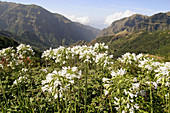 Agapantos (Agapanthus praecox). Boca da Encumeada. Madeira. Portugal.