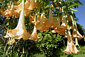 Angels trumpet (Brugmansia Versicolor). Blandys Gardens. Quinta do Palheiro Ferreiro. Funchal. Madeira. Portugal