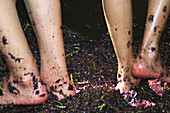 Feet mashing grapes. Festas das Vindimas (grape harvest festival). Estreito da Camara de Lobos. Madeira. Portugal