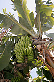 Banana plantation. Estreito da Camara de Lobos. Madeira island. Portugal.