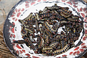 Dried worms, Kibidwe quarter, Bobo Dioulasso. Burkina Faso