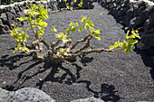 Vineyards growing on volcanic soil, La Geria. Lanzarote, Canary Islands, Spain