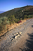 Monte del Real on the Road to Santiago, Spain