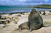 New Zealand Sea Lion (Phocarctos hookeri). Enderby Island, New Zeland