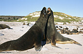 New Zealand Sea Lions (Phocarctos hookeri) fighting for breeding rights. Enderby Island, New Zeland