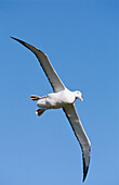 Royal Albatross (Diomedea epomophora) coming in to land. 3 to 3.5 metres wingspan. Campbell Island, New Zeland