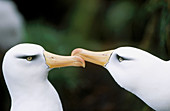 Black-browed Albatross (Diomedea melanophrys impavida). Courtship dance. Cambell Island, New Zeland