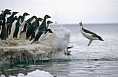 Adelie Penguin (Pygoscelis adeliae), commuters leaping off ice edge to go to sea. Franklin Island, Ross Sea, Antarctica