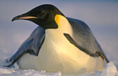 Emperor Penguin (Aptenodytes forsteri), largest of 17 species breeds thru dark winter months. Princess Martha coast, Weddell Sea. Antarctica