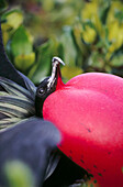 Great Frigate Bird (Frigata minor). Genovessa Island. Galapagos, Ecuador