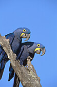 Hyacinthine Macaws (Anodorhynchus hyacinthus). Pair socializing in dead tree. Caiman Ecological Reserve. Pantanal, Brazil
