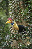 Sulawesi red-knobbed hornbills (Rhyticeros cassidix). Tangkoko Dua Saudara Nature Reserve. Indonesia