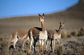 Vicuña (Lama Vicugna). Mother with young. Pampa Galeras National Reserve. Peruvian Andes